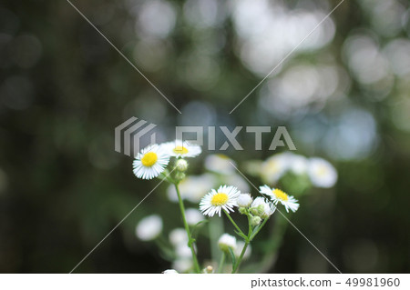 白花hymeno 白花hymeno 49981960