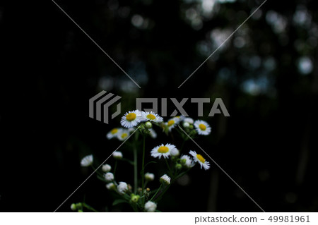 白花hymeno 49981961