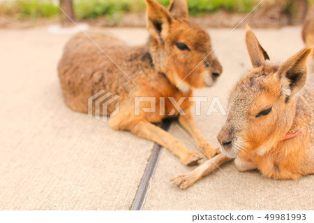 Kangaroo on a pasture ranch 49981993