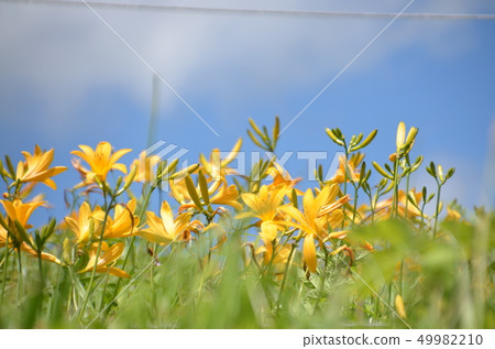 Nikko Kisuge dancing with the blue sky Nikko Kisuge dancing with the blue sky 49982210