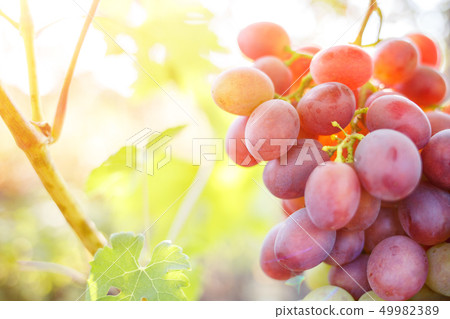 Ripe purple grapes on vines in sunbeams Ripe purple grapes on vines in sunbeams 49982389