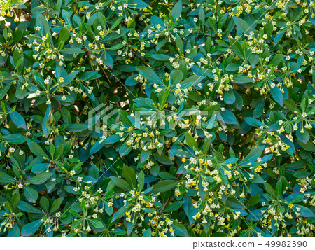 Blooming cherry tree. Background image. Blooming cherry tree. Background image. 49982390