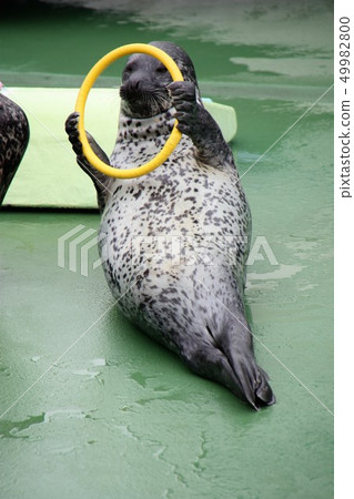 Otaru Aquarium Seal Otaru Aquarium Seal 49982800