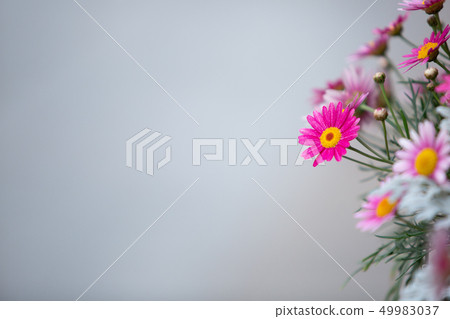 Yokohama Park spring flowers 49983037