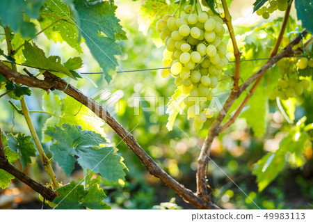 Ripe juicy white grapes on vine in the garden Ripe juicy white grapes on vine in the garden 49983113