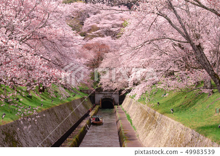 琵琶湖運河沿岸的櫻花盛開 49983539