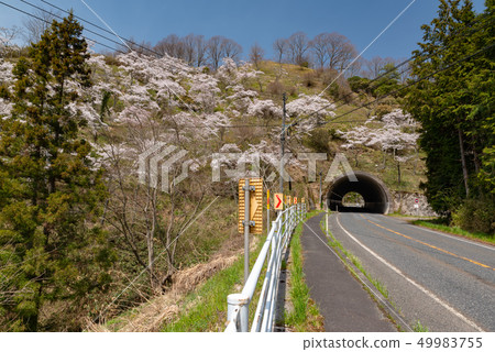 Cherry tree in a tunnel tunnel Cherry tree in a tunnel tunnel 49983755