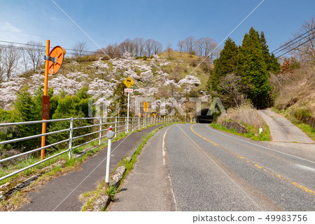 Cherry tree in a tunnel tunnel Cherry tree in a tunnel tunnel 49983756