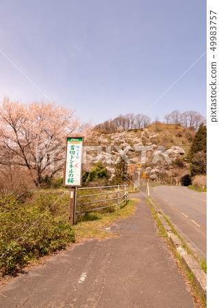 在隧道隧道的櫻桃樹 49983757