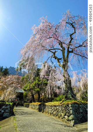 Midarei Shrine's Sideless Zakura 3 Midarei Shrine's Sideless Zakura 3 49984163