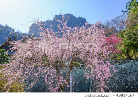 Cherry blossoms and Myogi mountain Cherry blossoms and Myogi mountain 49984164