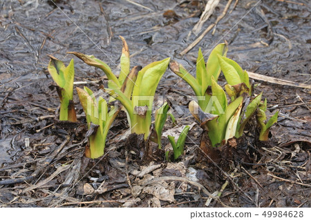 Before the bloom of mizubasa 49984628