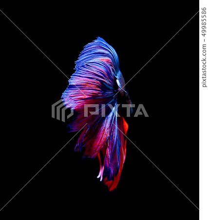 Betta fish, siamese fighting fish isolated on Betta fish, siamese fighting fish isolated on 49985586