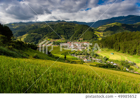 Rice fields at Northwest Vietnam 49985652