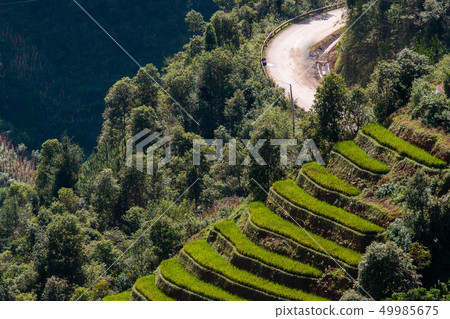 Rice fields at Northwest Vietnam Rice fields at Northwest Vietnam 49985675