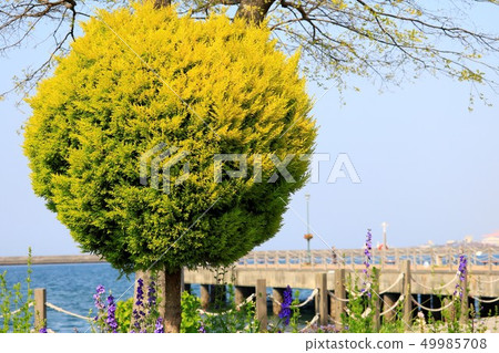 圓樹 圓樹 49985708