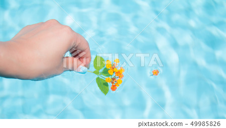 Rantana flowers floating on the surface of the water 49985826