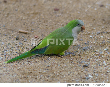 The portrait of green parrot (Monk Parakeets)  49985848