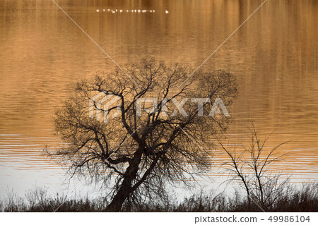 Saskatchewan Lake in Autumn Saskatchewan Lake in Autumn 49986104
