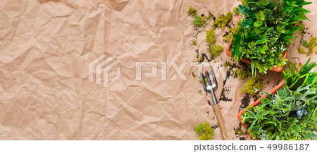 Concept of transplanting plants. Gardening rake and plants in pots 49986187