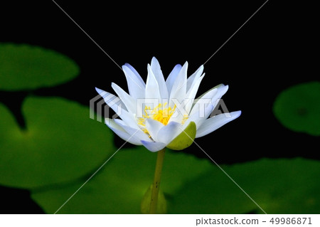 Lotus flower  49986871
