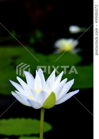 Lotus flower  49986872