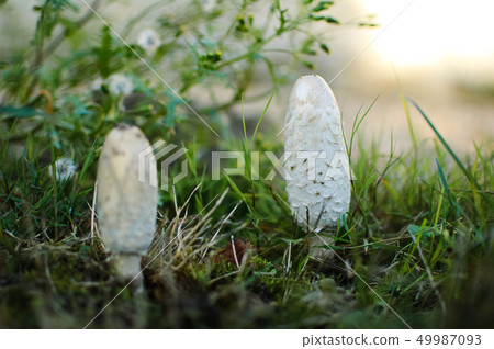 White coprinus mushrooms on the ground. Three white oval-shaped coprinus mushrooms closeup 49987093