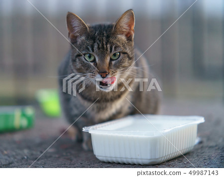 Homeless cat eats food  49987143
