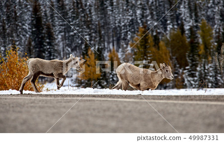 Rocky Mountain Ram Sheep Rocky Mountain Ram Sheep 49987331