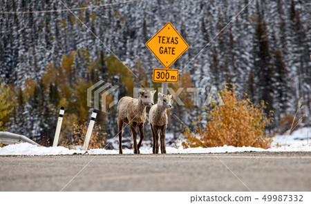 Rocky Mountain Ram Sheep Rocky Mountain Ram Sheep 49987332