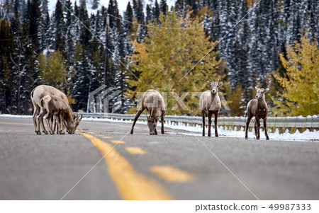 Rocky Mountain Ram Sheep Rocky Mountain Ram Sheep 49987333
