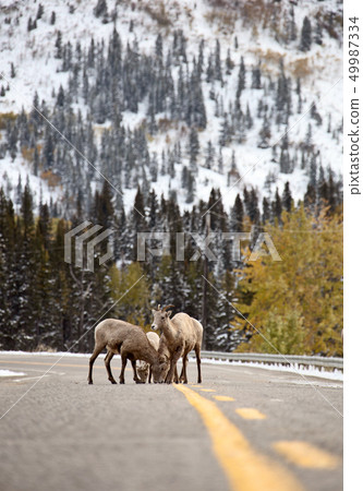 Rocky Mountain Ram Sheep 49987334