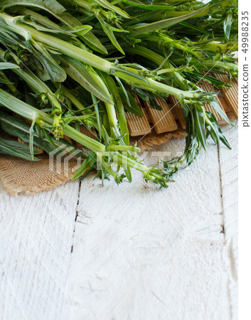 Fresh raw italian chicory, Puntarelle 49988235