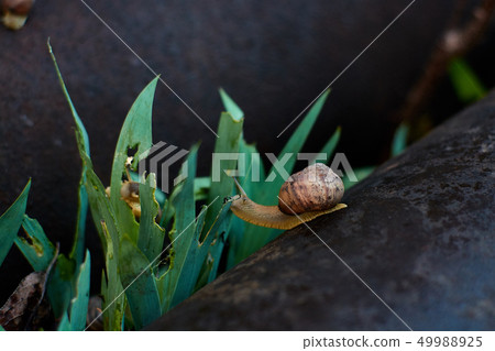 Snails in the yard after the rain on the grass. 49988925