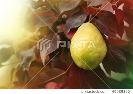 Pear on the tree 49989360