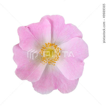 wild rose flower isolated on white background wild rose flower isolated on white background 49989385