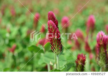 Strawberry candle 49989527