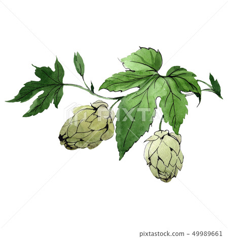Green humulus lupulus. Watercolor background illustration set. Isolated hops illustration element. Green humulus lupulus. Watercolor background illustration set. Isolated hops illustration element. 49989661