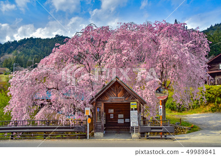 Hanging cherry blossoms at the bus stop in Hinohara Village 49989841