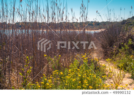 Lake. Reeds, Bushes and flowers, mediterranean Lake. Reeds, Bushes and flowers, mediterranean 49990132