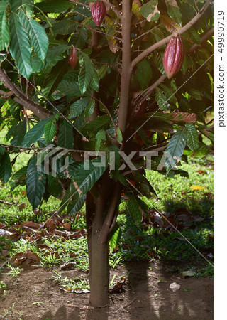 One chocolate tree on harvest day 49990719