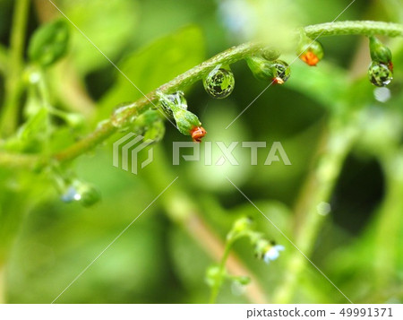 Image of Creeping buttercup plant with dewdrops on the leaves