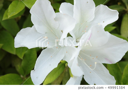White big azalea up beautiful luxury tourism travel attraction 49991384