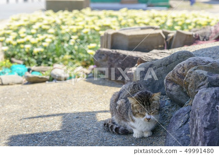 Cat in Aoshima 49991480