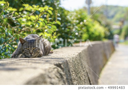 在Aoshima的貓 在Aoshima的貓 49991483