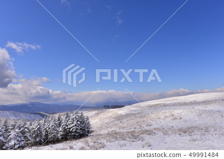 雪風景和藍天長野縣Chirigamine高原 雪風景和藍天長野縣Chirigamine高原 49991484