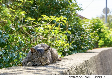 在Aoshima的貓 在Aoshima的貓 49991485