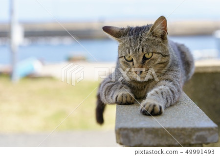 在Aoshima的貓 在Aoshima的貓 49991493