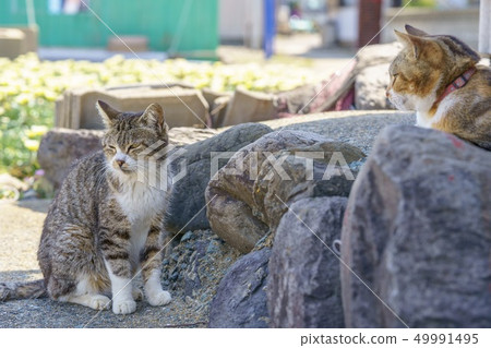 在Aoshima的貓 在Aoshima的貓 49991495