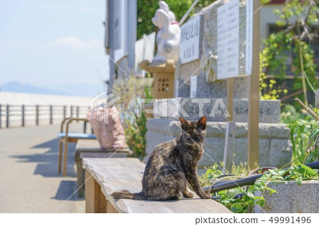 在Aoshima的貓 在Aoshima的貓 49991496